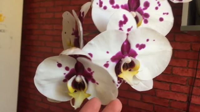 Цветение моих фаленопсисов азиатов