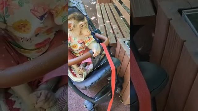 Обезьянка Люся на прогулке