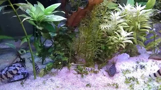 Botia Histronica Loaches... Almost Fry! Barely Over 1