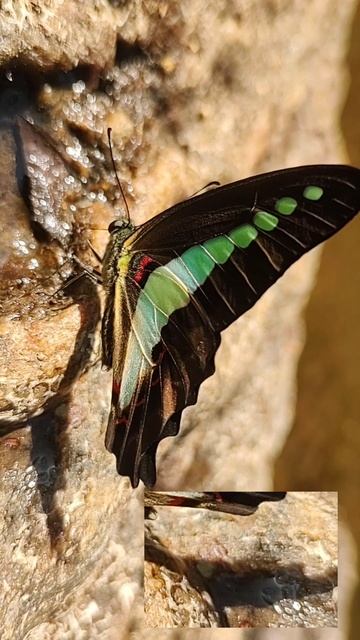Common Jay (Genus Graphium)