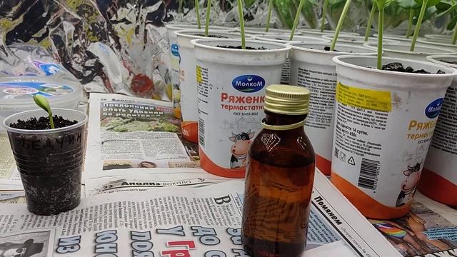 Привил первый арбуз на лагенарию.