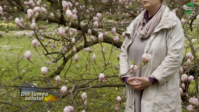 Magnolia, îngrijire și înmulțire