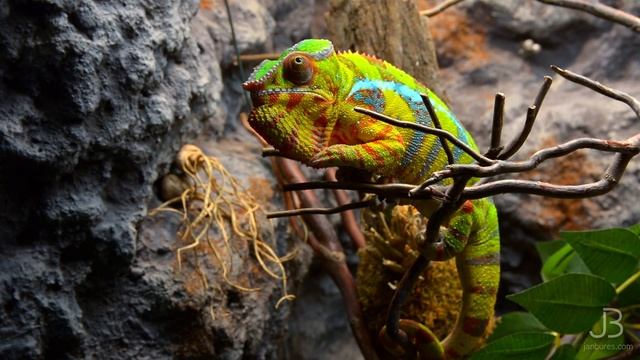 Chameleon Furcifer Pardalis Ambilobe (1080p) FullHD