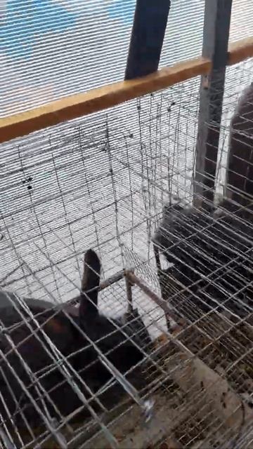 Фландер+калифорния