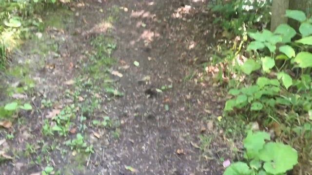 Blue ALLIGATOR | Boys