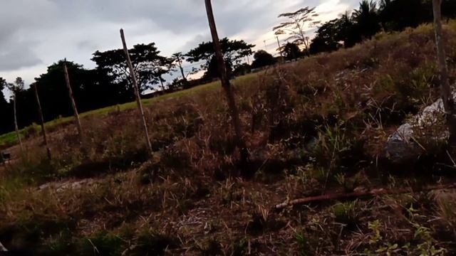 BUDIDAYA CABE RAWIT LOKAL PADA LAHAN BEKAS # PEMBIBITAN DAN OLAH LAHAN @ PETANI NUSANTARA