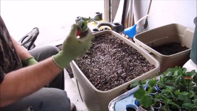 Planting And Transplanting Peas