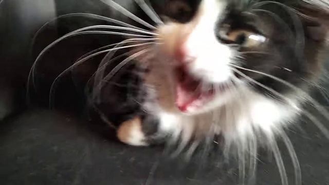 Лисёк тебя просит😽