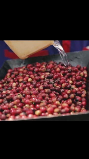 Seed To Cup/HOW COFFEE IS MADE/WORLD BEST KENYA COFFEE/CONNECT COFFEE ROASTERS