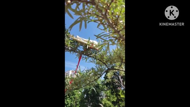 Попугай корелла на прогулке. Шлейка