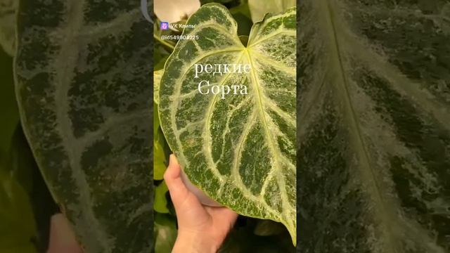 clip549908225_456240422