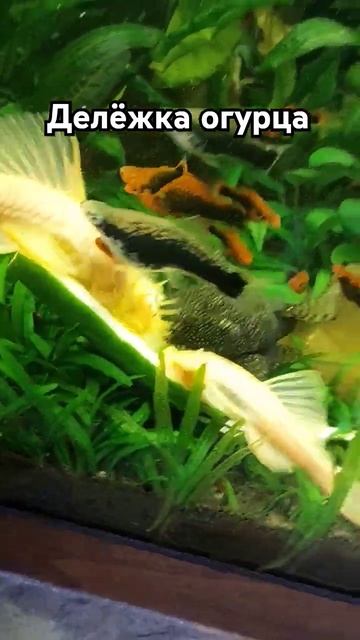 A2090acb23cd7c64d4b9e44fca309764