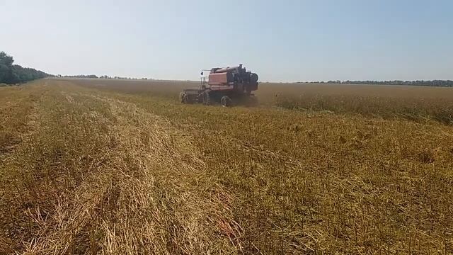 Уборка на прямую гречихи комбайном КЕЙС 2166