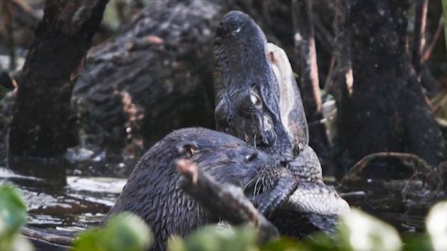 OTTER ATTACKS ALLIGATOR