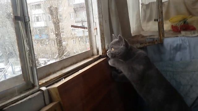 котик Вегас VEgAS первый раз у окна и с удивлением смотрит на падающий снег