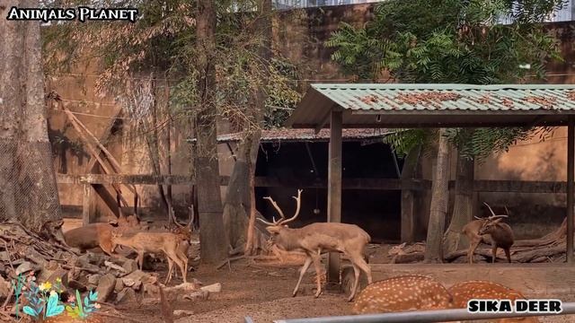 Funny Animal Moments Compilation For Relax: Eagle, Horse, Dog, Buffalo, Flamingo