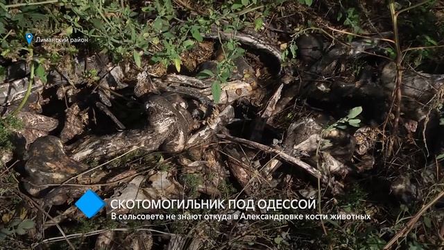 Под Одессой обнаружили скотомогильник