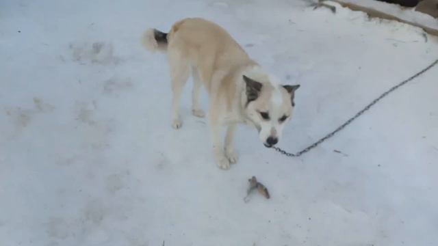 ВСЕ ДЛЯ КУРИЦ И ВСЕ ПРО КУР.🐓🐔🐟🐟🐟