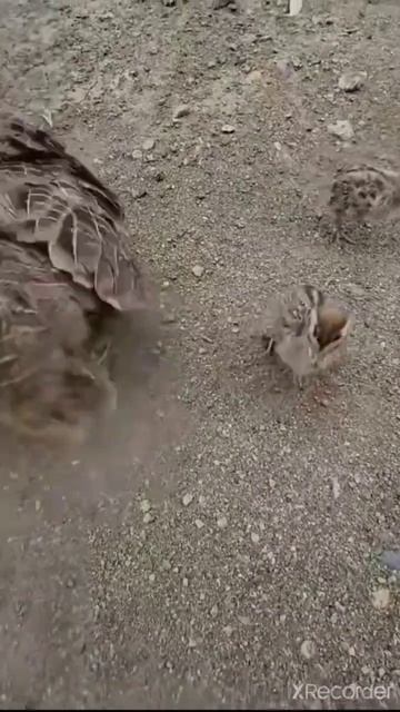 Partridge With Chick's |Teetar With Chick's | #bird #cutebirds #teetar #teetarbird #birdslover #cut
