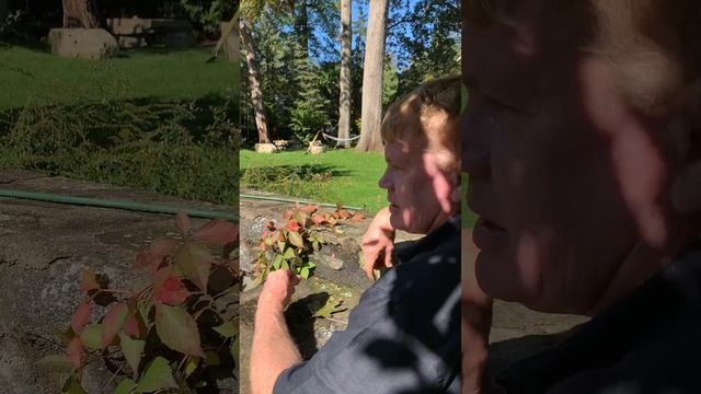 Virginia Creeper: Ecological Value For Birds, Pollinators, Wildlife & Soil | Rye, NY