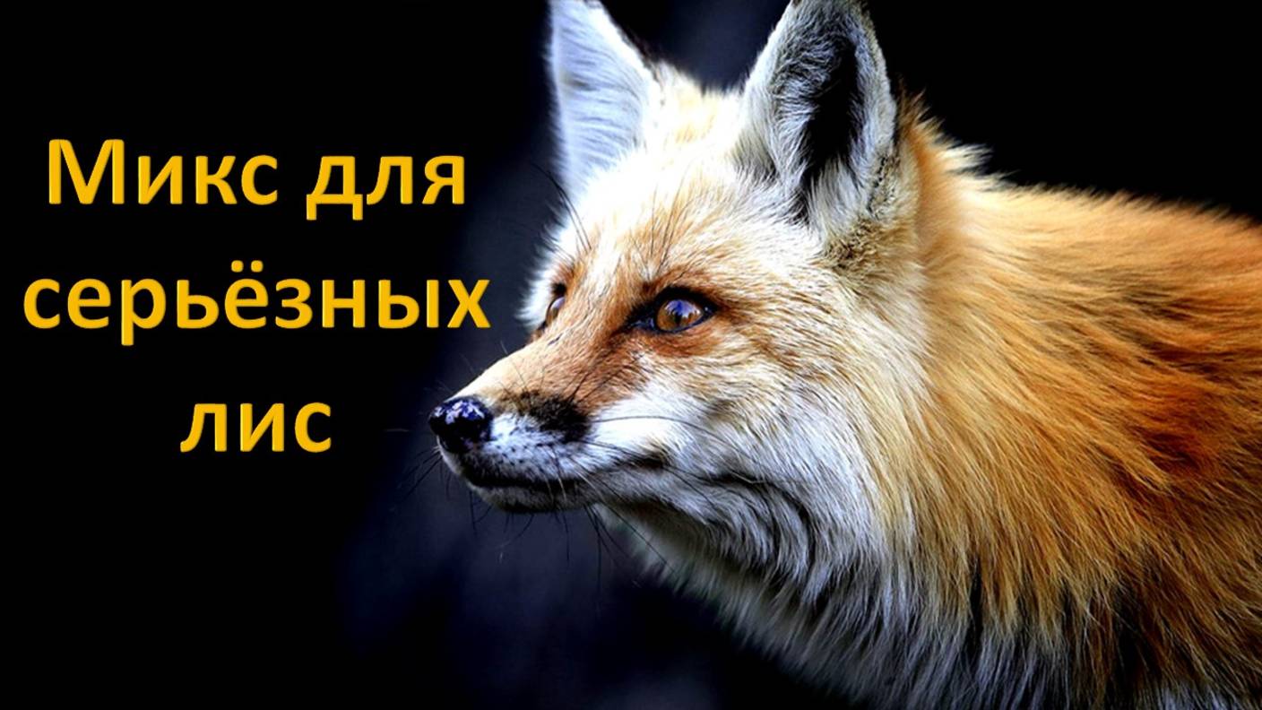 Микс для серьёзных лис №4
