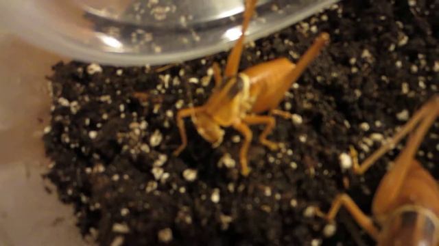 Pediodectes Haldemani Male And Female