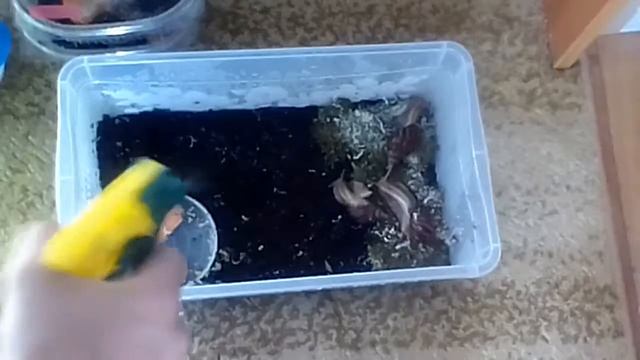 Мои улитки ахатина стандарт и ахатина фулика