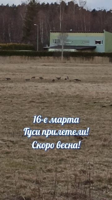 Гуси прилетели в тот же день