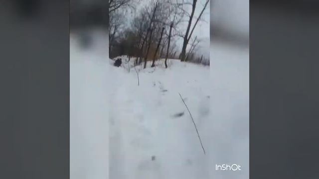 Острица 2017 ку саня