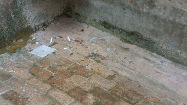 Leptotyphlops Carlae @Giffoni