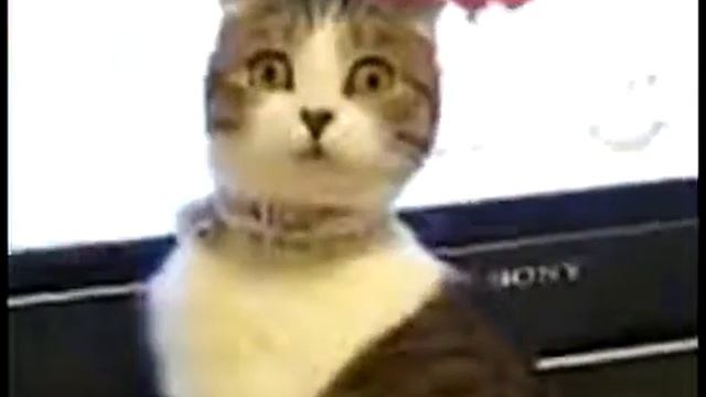 Прикольная реакция кота на музыку
