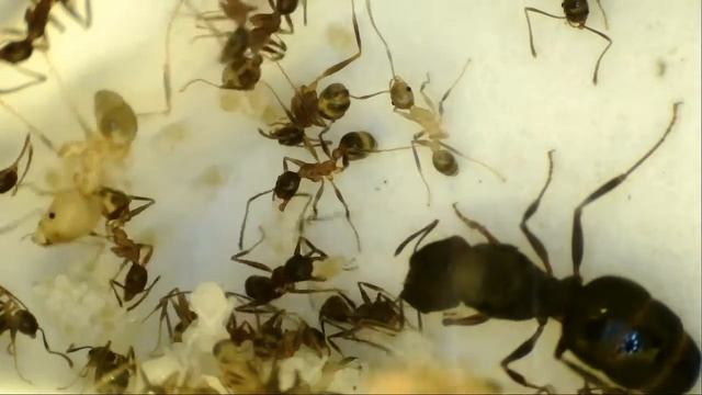 043ec5cb5603ab677263c9f9276791f7