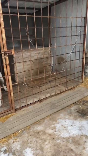 Бешеная собака #rec#dog