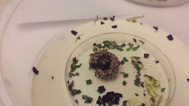 Acromyrmex Sp Brésil