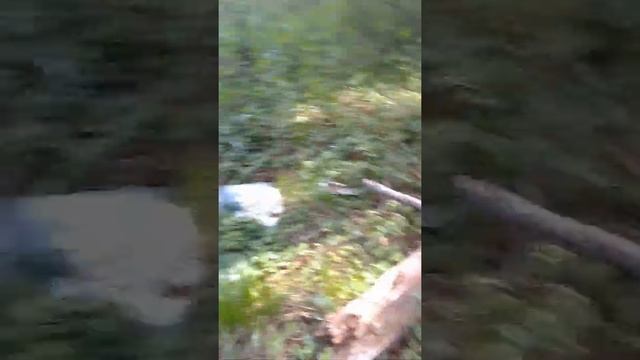 7a30a532bca3ce1a1747a8b7a993a429