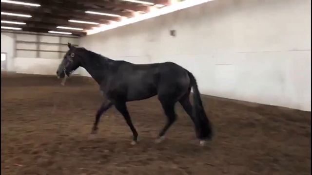 DGS Iron Proof (AQHA/APHA-SPB) 2016 Gray Gelding On Longe Line