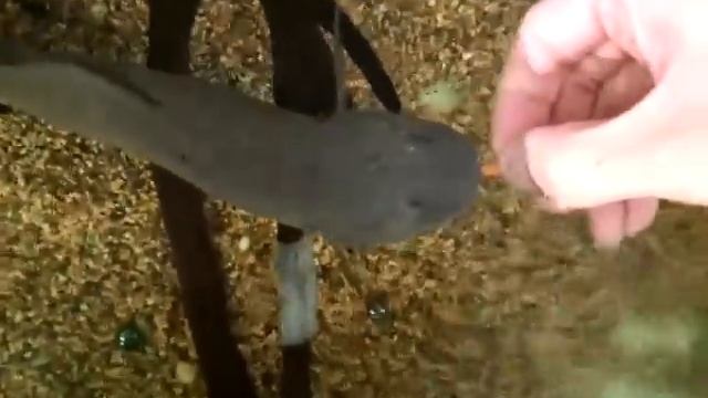 Lung Fish Vs Finger. Lung Fish Win