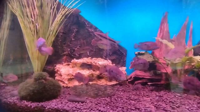 акара бирюзовая