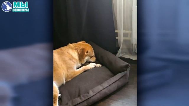 🐶ЛЁВА передаёт ПРИВЕТ из СВОЕГО ДОМА❗ 3 года в приюте - позади.. Счастья тебе и твоей семье, малыш❗