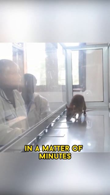 The Giant Rats That Saves Human