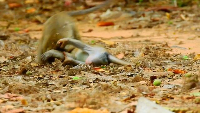 PITY BABY MONKEY GET HURT BOOMING LIVE MONKEY CHANNEL