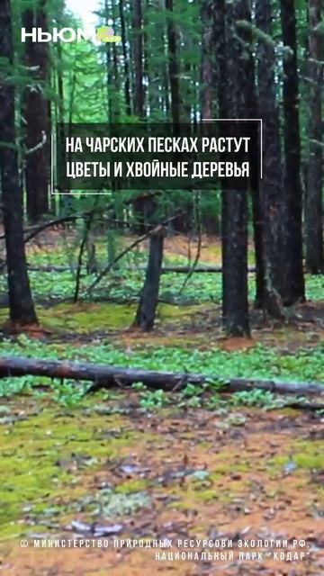 НЬЮМ ТАСС, Чарские пески