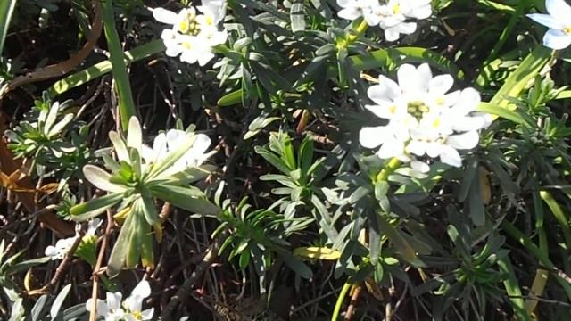 Cestillo De Plata: Iberis Sempervirens (www.riomoros.com)