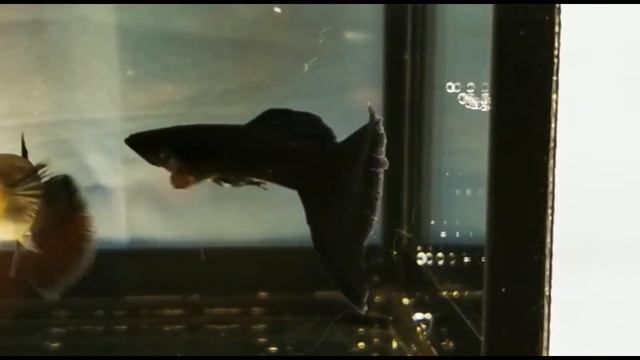 BLACK MOSCOW GUPPY