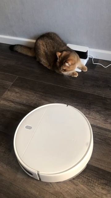 Симба и робот пылесос 2