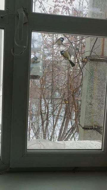 Красота за окном больницы