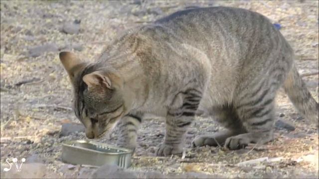 Can Cats Be Vegan/vegetarian? (Голод - не тётка)