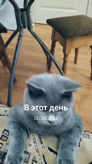 #котики2023 #мяумяу #тёмка #британец #мурмур