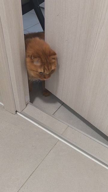 Кот пришёл в туалет 🐈