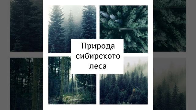 Оазис релаксации